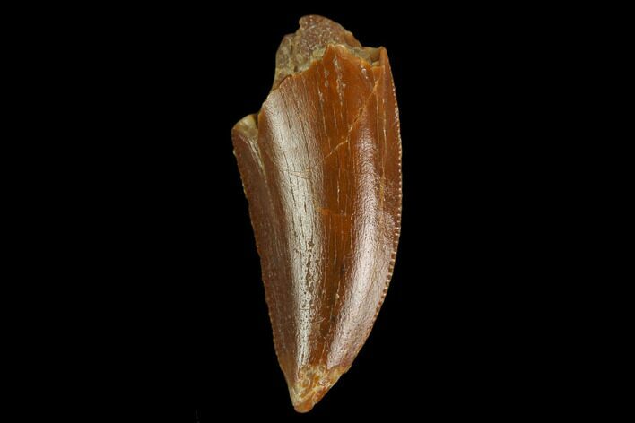 Serrated, Raptor Tooth - Real Dinosaur Tooth #130343